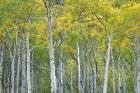 Autumn Aspens In Mcclure Pass In Colorado