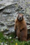 Yellow-Bellied Marmot