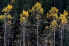 Autumn Yellow Aspen In The Uncompahgre National Forest