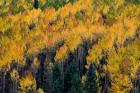 Golden Aspen Of The Uncompahgre National Forest