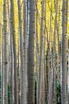 Gathering Of Yellow Aspen In The Uncompahgre National Forest