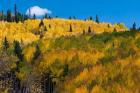 Golden Landscape If The Uncompahgre National Forest