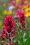 Alpine Wildflowers With Paintbrush
