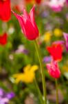 Spring Flowers On Pearl Street, Colorado