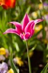 Spring Flowers On Pearl Street, Boulder, Colorado