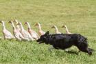 Purebred Border Collie dog herding ducks