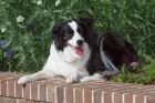 Purebred Border Collie dog lying on wall