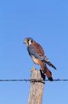 American Kestrel