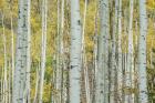 Aspen Trunks Near Castle Creek