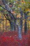 Blueberries in Oak-Hickory Forest in Litchfield Hills, Kent, Connecticut