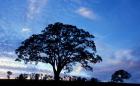 Oak Trees at Sunset on Twin Oaks Farm, Connecticut