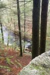 Forest of Eastern Hemlock Trees in East Haddam, Connecticut