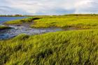 Salt Marsh side of Long Beach,  Stratford, Connecticut