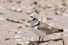 A Piping plover, Long Beach in Stratford, Connecticut