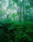 Forest Ferns in Misty Morning, Church Farm, Connecticut