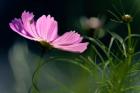 Close-Up Of Cosmos Flower And Bud