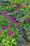 Marsh Primrose Along Small Stream, Winterthur Gardens, New Castle County, Delaware