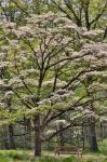 Bench Under Blooming White Dogwood Amongst The Hardwood Tree, Hockessin, Delaware