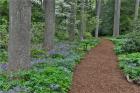 Mt, Cuba Center, Hockessin, Delaware, Along The Woods Path Rimmed By Wildflowers