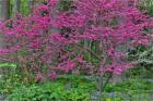 Redbud Tree In Full Bloom, Mt, Cuba Center, Hockessin, Delaware