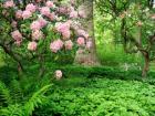 Rhododendrons And Trees In A Park Setting