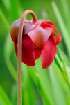 Red Flower Of The Pitcher Plant (Sarracenia Rubra), A Carnivorous Plant