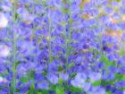 Blue Wild Indigo, Baptisia Australis, A Native American Wildflower