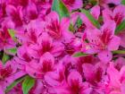 Hot Pink Azaleas In A Garden
