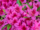 Hot Pink Azaleas In A Garden