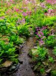 Boggy Quarry Garden With Giant Candelabra Primroses, Primula X Bulleesiana Hybrid