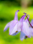 Close-Up Of A Columbine Flower, 'Aquilegia'