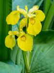 Yellow Iris In A Boggy Environment