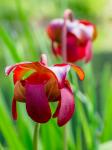 Delaware, The Red Flower Of The Pitcher Plant (Sarracenia Rubra), A Carnivorous Plant