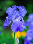 Delaware, Close-Up Of A Blue Bearded Iris