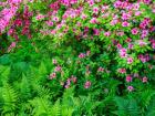 Delaware, Azalea Shrub With Ferns Below In A Garden
