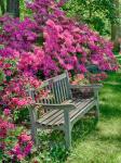 Delaware, A Dedication Bench Surrounded By Azaleas In A Garden