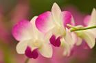Orchids, Selby Gardens, Sarasota, Florida