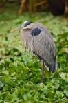 Great Blue Heron bird Corkscrew Swamp  Florida