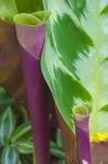 Tropical Foliage Detail 2