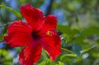 Hibiscus Flower