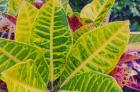 Tropical Foliage Detail 3