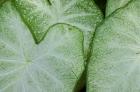 Caladium Leaves