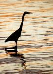 Silhouette of Great Blue Heron in Water at Sunset
