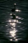 Great Blue Heron Wades in Water, Placido, Florida