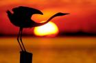 Silhouette of Great Blue Heron Stretching Neck at Sunset