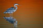 Great Blue Heron in Water at Sunset