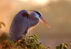 Great Blue Heron Perches on a Tree at Sunrise in the Wetlands