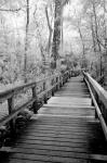 Big Bend Board Walk, Florida (BW)