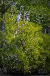 Florida Great Blue Heron, bird, Rookery Bay