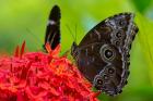 Blue Morpho Butterfly On A Flower